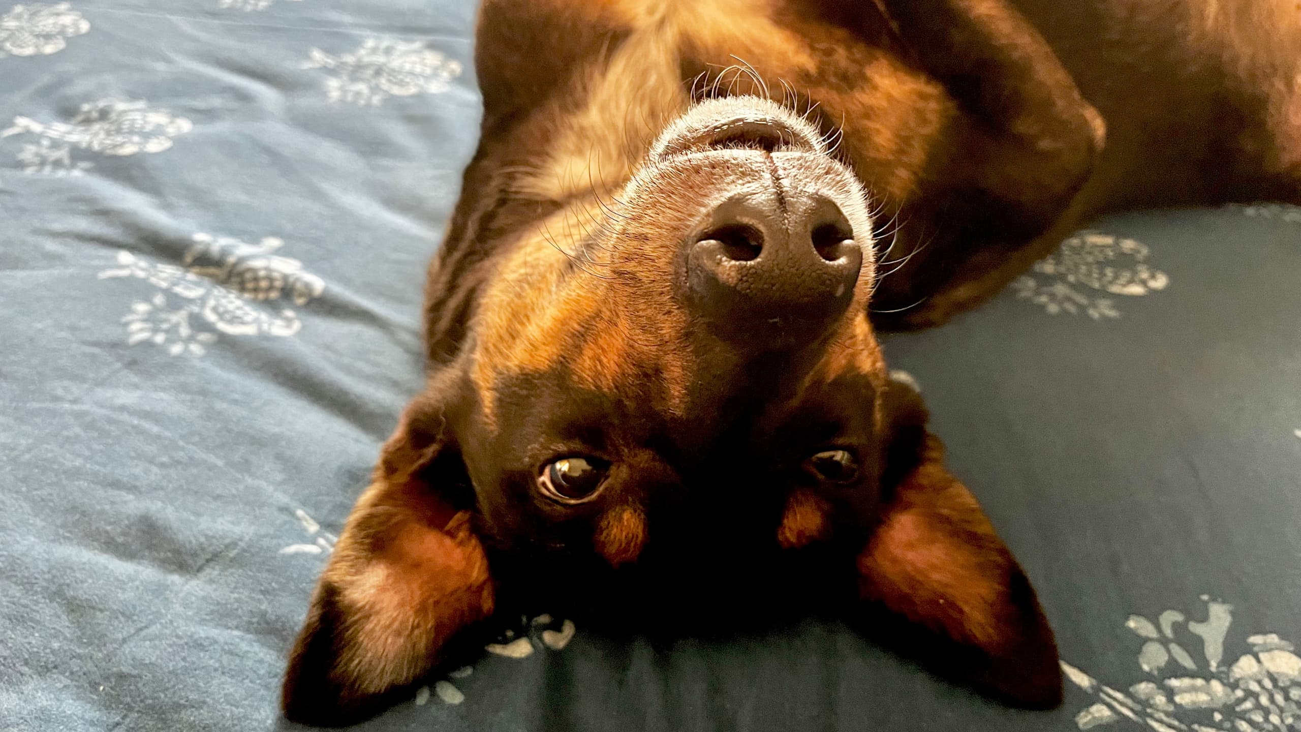 Tosh & Morinda's founding member, handsome Chester, lying on his back on the bed.