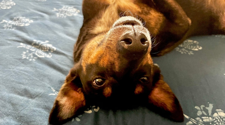 Tosh & Morinda's founding member, handsome Chester, lying on his back on the bed.