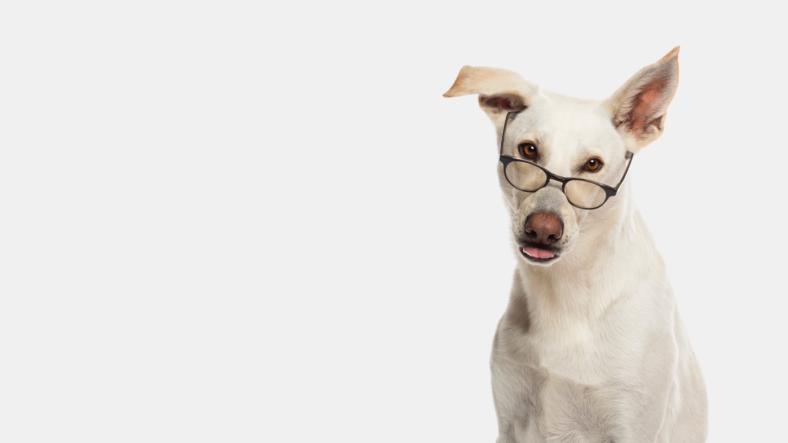 Tosh & Morinda dog wearing glasses on a white background