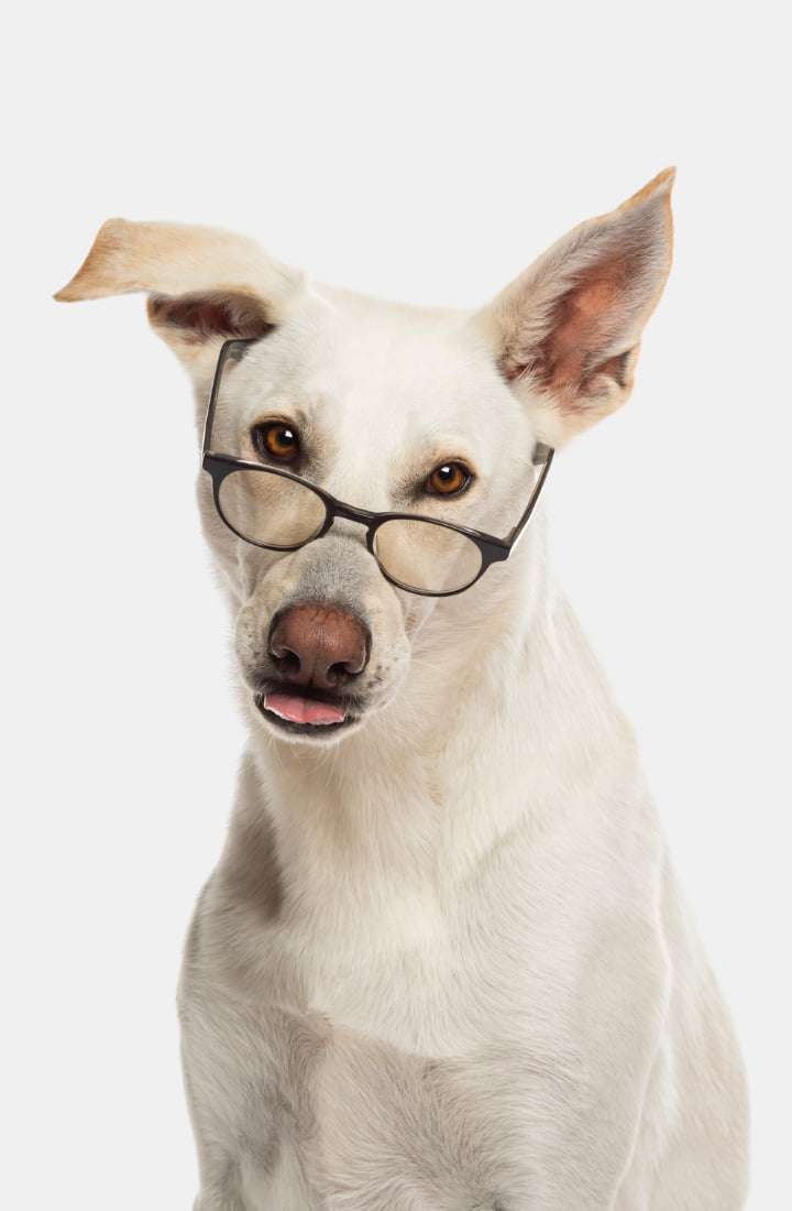 Tosh & Morinda dog wearing glasses on a white background
