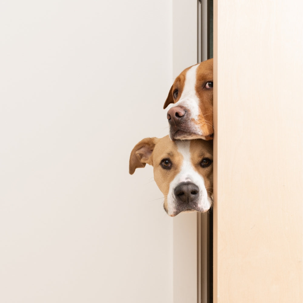 Two beautiful dogs peeking out from behind a door, patiently waiting for a bite of Tosh & Morinda's baked dog food.