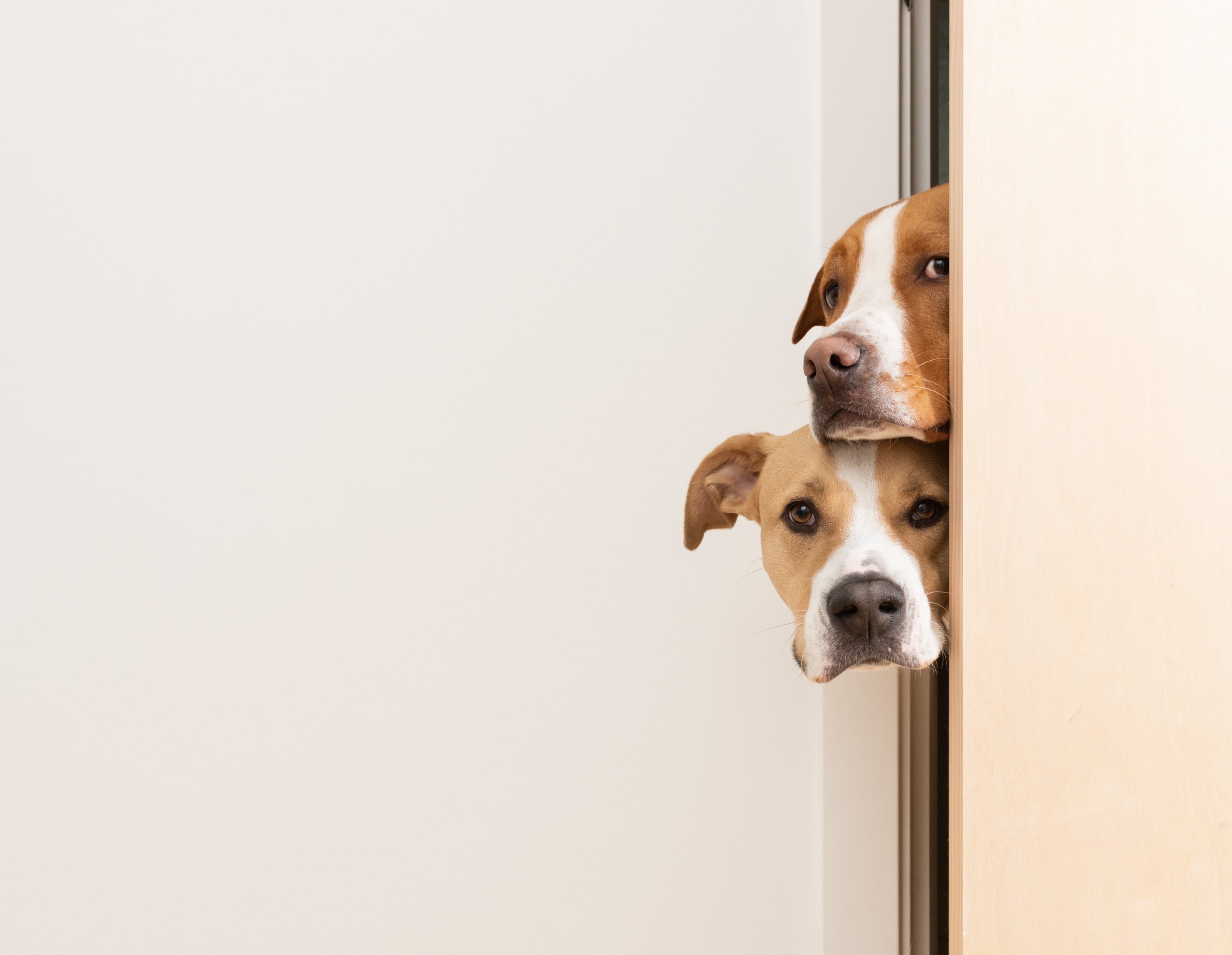 Two beautiful dogs peeking out from behind a door, patiently waiting for a bite of Tosh & Morinda's baked dog food.